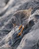 Purple Sandpiper at Canvey Point (Jeff Delve) (85544 bytes)