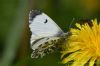 Orange-tip at West Canvey Marsh (RSPB) (Richard Howard) (51450 bytes)