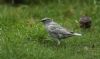 Starling at Rochford (Steve Arlow) (65439 bytes)