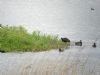 Glossy Ibis at Wat Tyler Country Park (Matt Bruty) (75402 bytes) Glossy Ibis at Wat Tyler Country Park (Matt Bruty) (75402 bytes)
