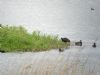 Glossy Ibis at Wat Tyler Country Park (Matt Bruty) (75402 bytes)