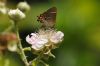 White-letter Hairstreak at Benfleet Downs (Richard Howard) (45505 bytes)