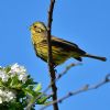 Yellowhammer at Bowers Marsh (RSPB) (Graham Oakes) (67515 bytes)