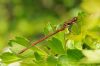 Large Red Damselfly at Benfleet Downs (Richard Howard) (57422 bytes)