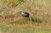 Glossy Ibis at Wat Tyler Country Park (Richard Howard) (152079 bytes)