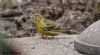 Serin at Gunners Park (Max Hellicar) (54899 bytes)