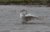 Whooper Swan at Bowers Marsh (RSPB) (Jeff Delve) (45486 bytes) Whooper Swan at Bowers Marsh (RSPB) (Jeff Delve) (45486 bytes)