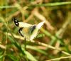 Clouded Yellow at Bowers Marsh (RSPB) (Graham Oakes) (73588 bytes) Clouded Yellow at Bowers Marsh (RSPB) (Graham Oakes) (73588 bytes)