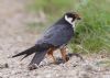 Hobby at Wallasea Island (RSPB) (Jeff Delve) (64203 bytes)