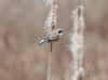 Penduline Tit at Magnolia NR, Hawkwell (Chris Lewis) (40347 bytes)