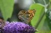 Silver-washed Fritillary at Wat Tyler Country Park (Richard Howard) (76951 bytes)