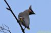 Waxwing at Rayleigh (Richard Howard) (46551 bytes)