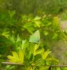 Green Hairstreak at Canvey Wick (Paul Baker) (75325 bytes)