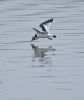Little Gull at Bowers Marsh (RSPB) (Graham Oakes) (55286 bytes) Little Gull at Bowers Marsh (RSPB) (Graham Oakes) (55286 bytes)
