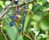 Southern Migrant Hawker at Bowers Marsh (RSPB) (Graham Oakes) (78161 bytes)