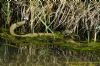 Grass Snake at Gunners Park (Richard Howard) (132870 bytes)