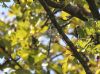 Southern Migrant Hawker at Wat Tyler Country Park (Tim Bourne) (83987 bytes)