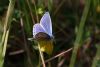 Common Blue at Canvey Wick (Mike Bailey) (44913 bytes) Common Blue at Canvey Wick (Mike Bailey) (44913 bytes)