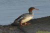 Goosander at Hullbridge (Richard Howard) (59762 bytes)