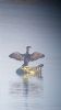 Shag at South Fambridge (Neil Chambers) (39254 bytes) Shag at South Fambridge (Neil Chambers) (39254 bytes)