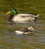 Long-tailed Duck at Two Tree Island (East) (Graham Oakes) (78651 bytes)