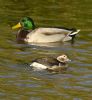 Long-tailed Duck at Two Tree Island (East) (Graham Oakes) (78651 bytes)