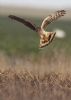 Hen Harrier at Wallasea Island (RSPB) (Jeff Delve) (47994 bytes) Hen Harrier at Wallasea Island (RSPB) (Jeff Delve) (47994 bytes)
