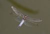 Black-tailed Skimmer at Shoeburyness Park (Mike Bailey) (42396 bytes) Black-tailed Skimmer at Shoeburyness Park (Mike Bailey) (42396 bytes)