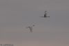 Spoonbill at Wallasea Island (RSPB) (Jeff Delve) (10523 bytes) Spoonbill at Wallasea Island (RSPB) (Jeff Delve) (10523 bytes)