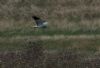 Hen Harrier at Wallasea Island (RSPB) (Jeff Delve) (62822 bytes) Hen Harrier at Wallasea Island (RSPB) (Jeff Delve) (62822 bytes)