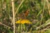 Wall Brown at Canvey Wick (Richard Howard) (118120 bytes)