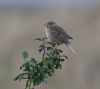 Corn Bunting at Paglesham Reach (Vince Kinsler) (50254 bytes)