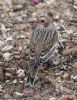 Snow Bunting at Thorpe Bay Seafront (Jeff Delve) (112330 bytes)