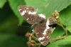 White Admiral at Belfairs Great Wood (Richard Howard) (55675 bytes)