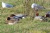 Wigeon at West Canvey Marsh (RSPB) (Richard Howard) (189702 bytes)