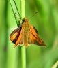 Large Skipper at Bowers Marsh (RSPB) (Graham Oakes) (61900 bytes)