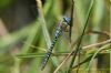 Southern Migrant Hawker at Benfleet Downs (Richard Howard) (57872 bytes)