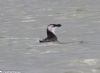 Razorbill at Canvey Point (Jeff Delve) (39614 bytes)