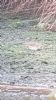 Water Pipit at River Roach (Neil Chambers) (68652 bytes) Water Pipit at River Roach (Neil Chambers) (68652 bytes)