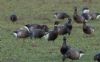 Black Brant at Wallasea Island (RSPB) (Jeff Delve) (61494 bytes)