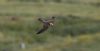Red-footed Falcon at Bowers Marsh (RSPB) (Gordon Appleton) (17629 bytes) Red-footed Falcon at Bowers Marsh (RSPB) (Gordon Appleton) (17629 bytes)