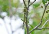 Southern Hawker at West Canvey Marsh (RSPB) (Graham Oakes) (65661 bytes) Southern Hawker at West Canvey Marsh (RSPB) (Graham Oakes) (65661 bytes)