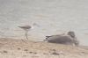 Marsh Sandpiper at Vange Marsh (RSPB) (Paul Baker) (50473 bytes)