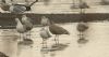 Glaucous Gull at Bowers Marsh (RSPB) (Steve Arlow) (53738 bytes) Glaucous Gull at Bowers Marsh (RSPB) (Steve Arlow) (53738 bytes)