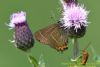 White-letter Hairstreak at Benfleet Downs (Richard Howard) (54898 bytes)