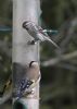 Mealy Redpoll at Canewdon (Jeff Delve) (40097 bytes)