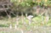 Spotted Flycatcher at Gunners Park (Andrew Armstrong) (36363 bytes) Spotted Flycatcher at Gunners Park (Andrew Armstrong) (36363 bytes)