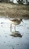 Wood Sandpiper at West Canvey Marsh (RSPB) (Neil Chambers) (93087 bytes)