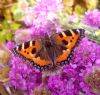 Small Tortoiseshell at South Fambridge (Paul Baker) (122878 bytes)