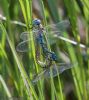 Southern Migrant Hawker at Wallasea Island (RSPB) (Jeff Delve) (86295 bytes)